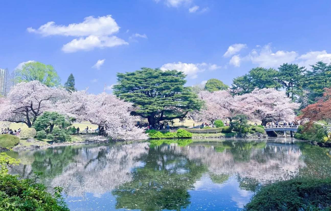 One-Day Tour of Tokyo's Top 5 Cherry Blossom Viewing Spots [Cherry ...